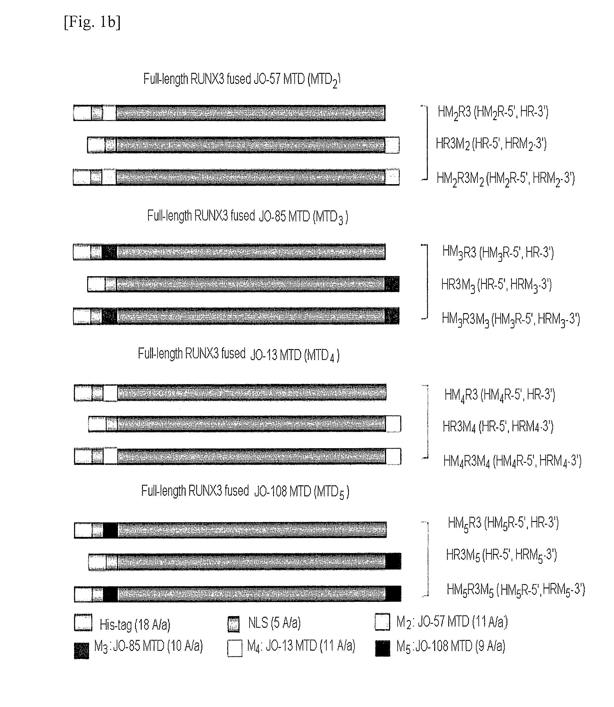 Cell preamble runx3 recombinant proteins, polynucleotides encoding the same, and anticancer compositions including the same