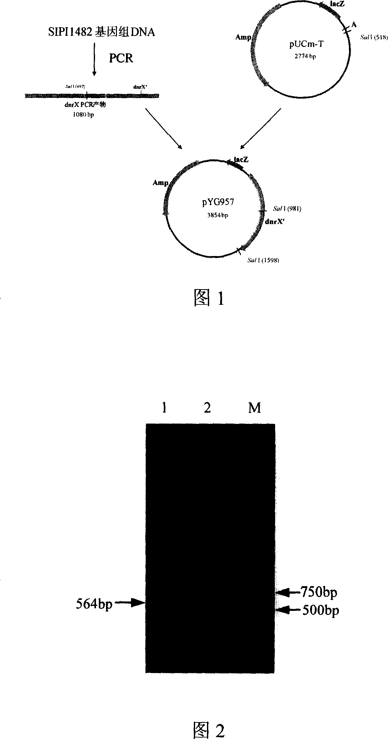 Anthracene nucleus antibiotic producing strain dnrX gene fragment, gene breaking engineering bacterium prepared from the same and application thereof