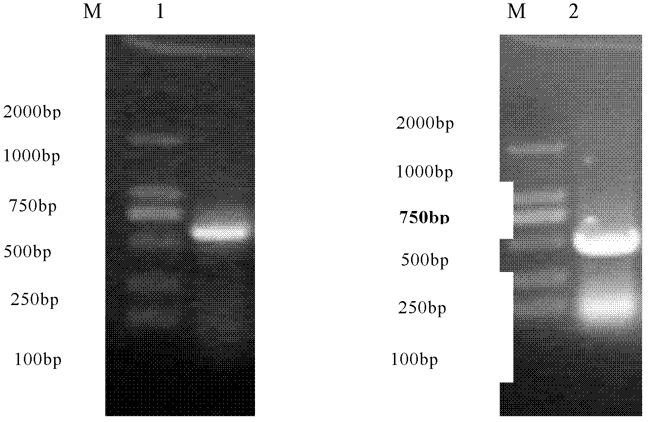 Method for improving prokaryotic expression of antiviral activity of porcine interferon