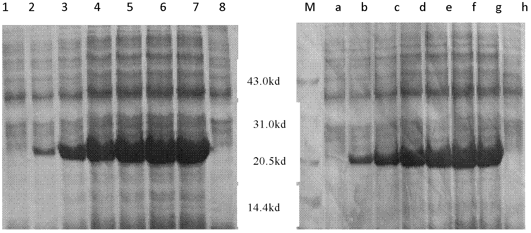 Method for improving prokaryotic expression of antiviral activity of porcine interferon