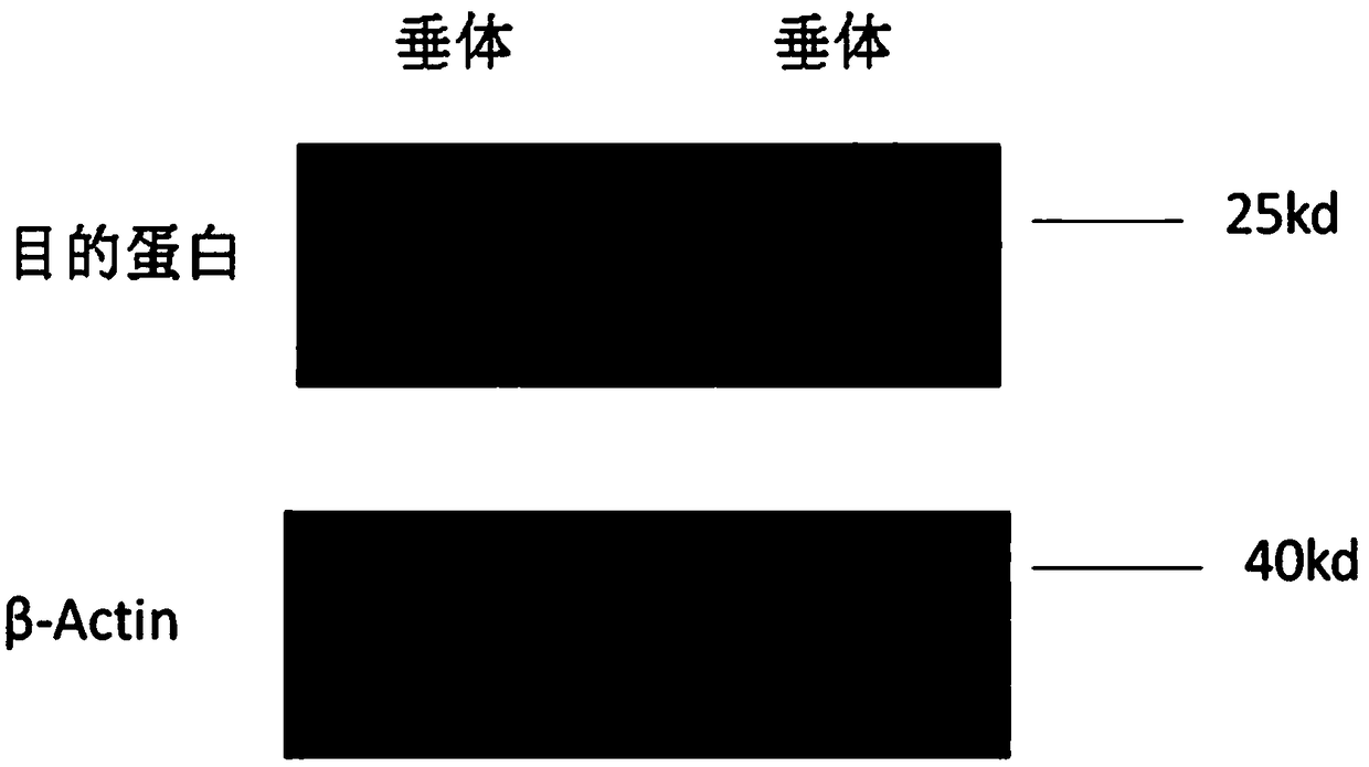 Giant panda lutropin beta subunit monoclonal antibody preparation method and application thereof