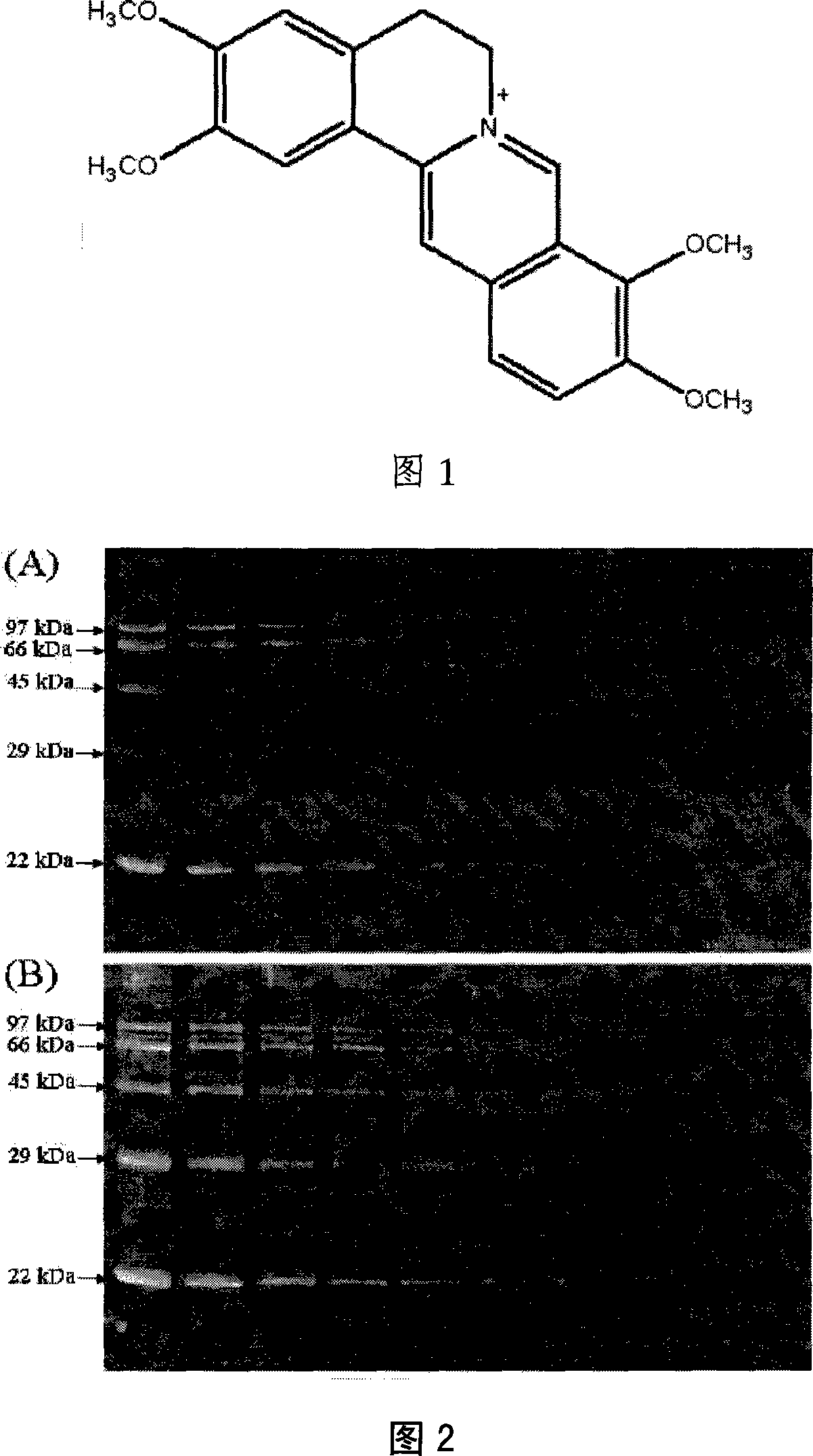 Application of Palmatine and its derivatives in protein fluorescent detecting