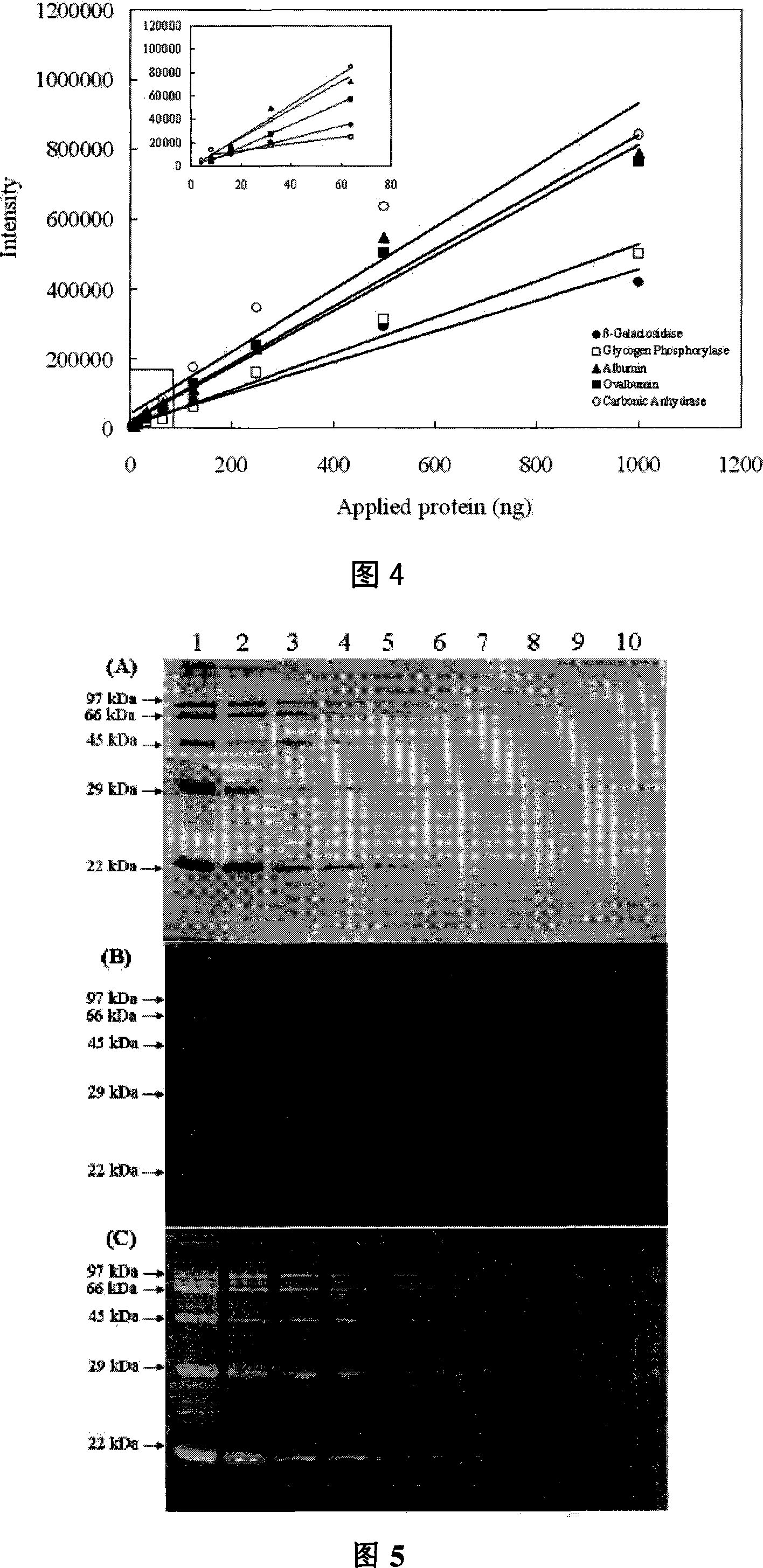 Application of Palmatine and its derivatives in protein fluorescent detecting