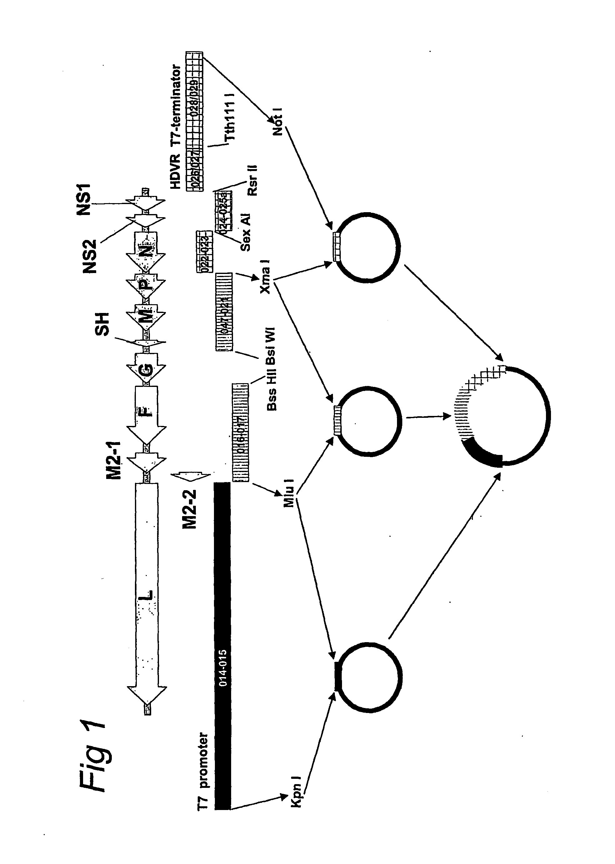 Respiratory syncytial virus with a genomic deficiency complemented in trans