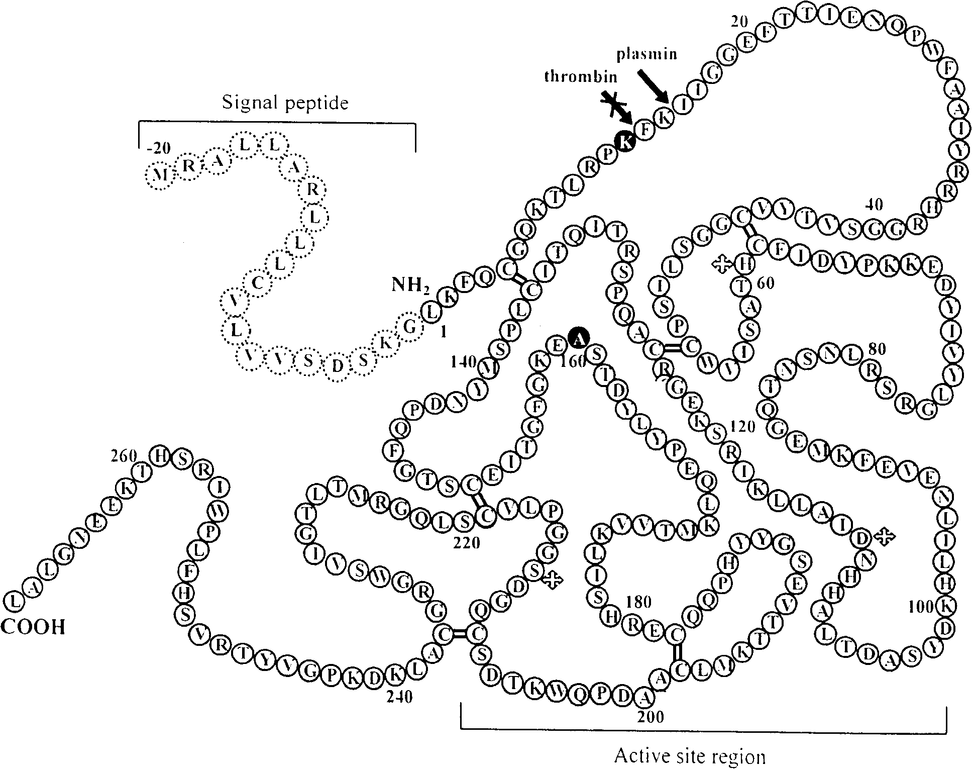 Low molecular-weight urokinase mutant and its expression vector