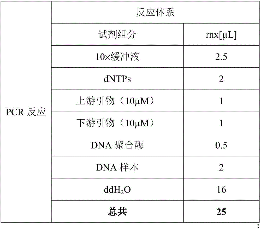 Amplification primer for detecting polymorphism of children's calcium absorption genes and application of amplification primer