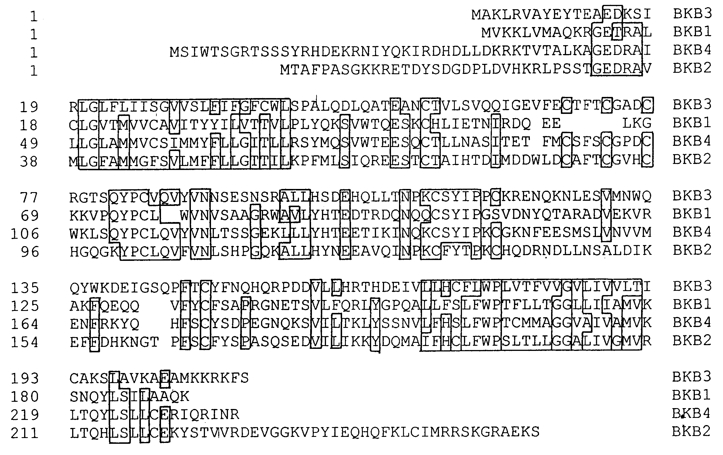 Beta subunits of Slo family potassium channels