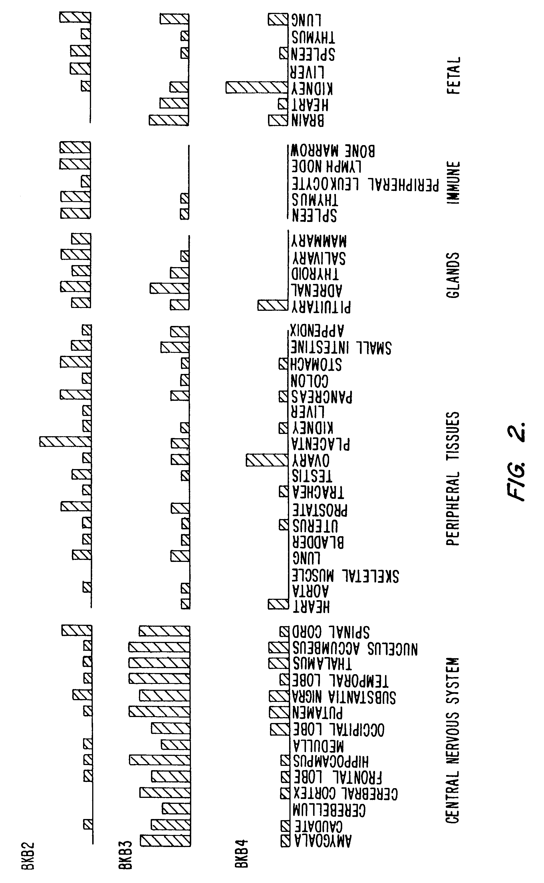 Beta subunits of Slo family potassium channels