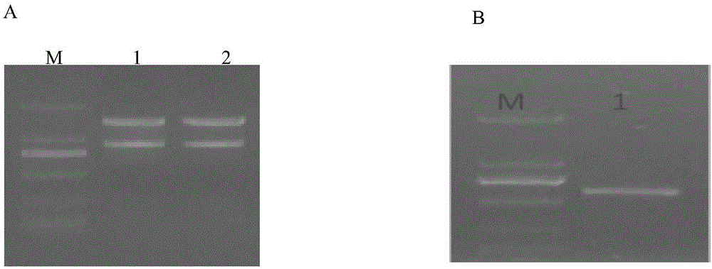 DNA molecule for expressive inhibition of hairpin RNA of Sitobion avenae chitin synthetase 1 gene and application thereof