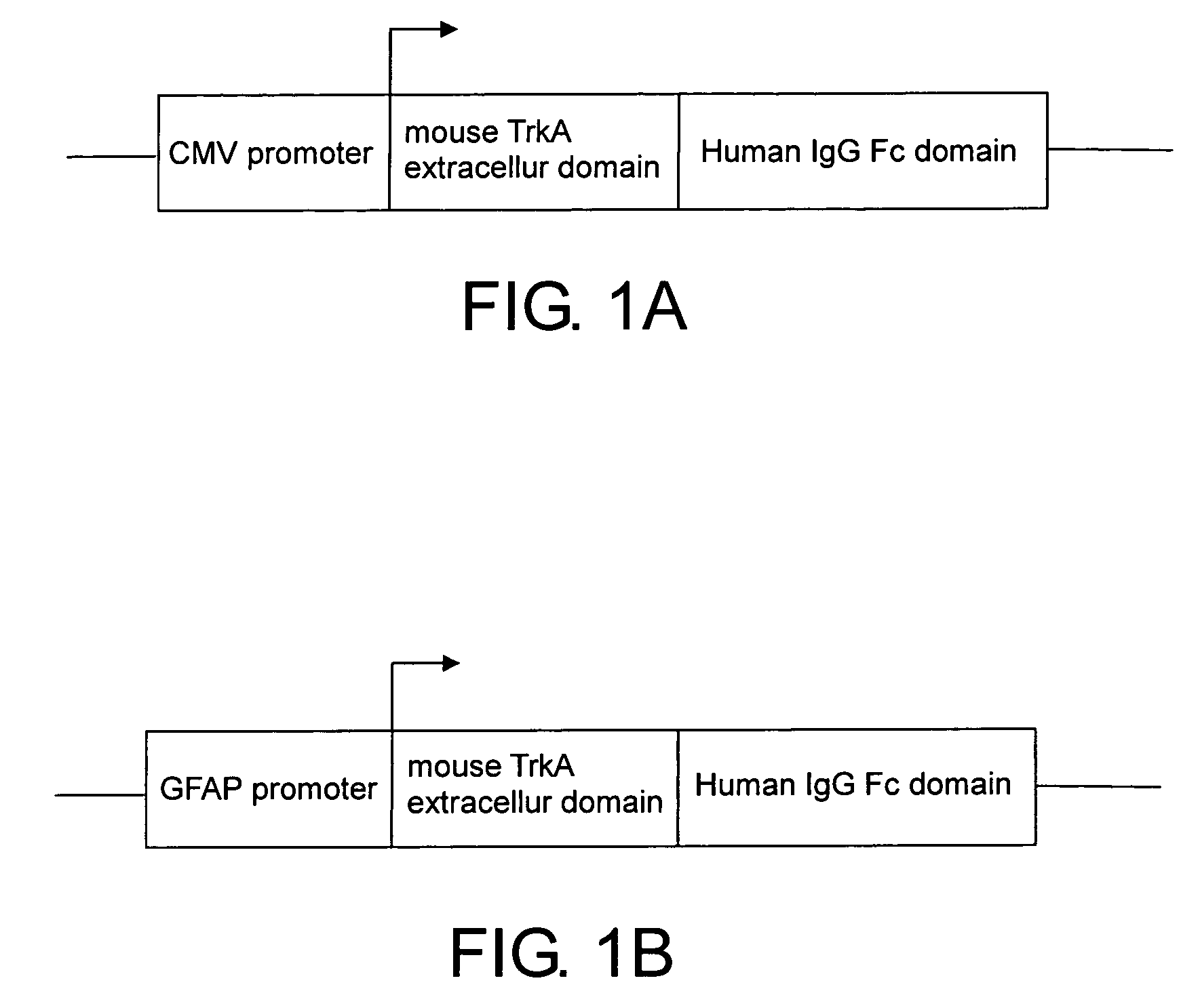 Neurodegenerative non-human transgenic mammal expressing TrkA fusion protein