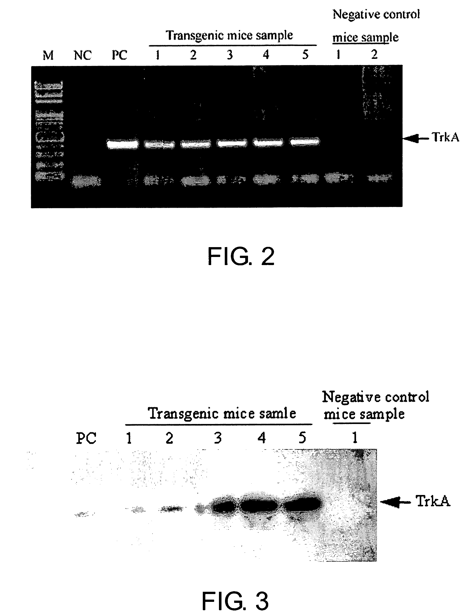 Neurodegenerative non-human transgenic mammal expressing TrkA fusion protein