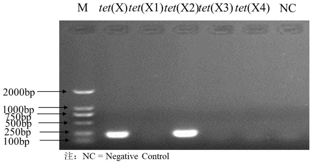 Fluorescent quantitative PCR primer composition for detecting tigecycline drug-resistant gene tet(X) and variants thereof and application of fluorescent quantitative PCR primer composition