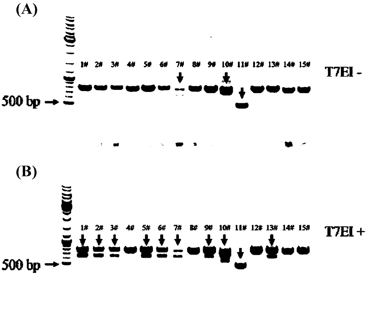 Mdr1a/1b double-gene knockout method and application