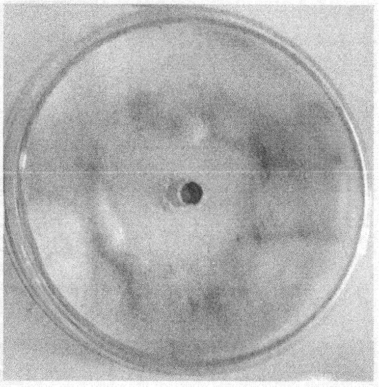 Streptomyces lunalinharesii ZJNU968 strain and applications thereof