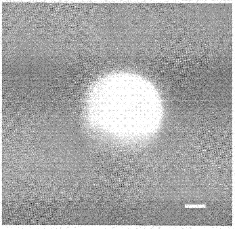 Streptomyces lunalinharesii ZJNU968 strain and applications thereof