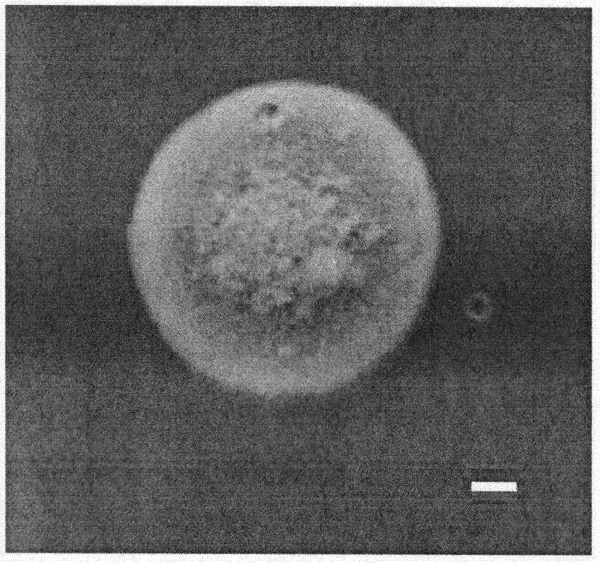 Streptomyces lunalinharesii ZJNU968 strain and applications thereof