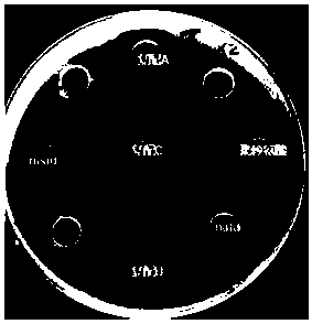 Noodle fresh keeping agent and preparation method thereof