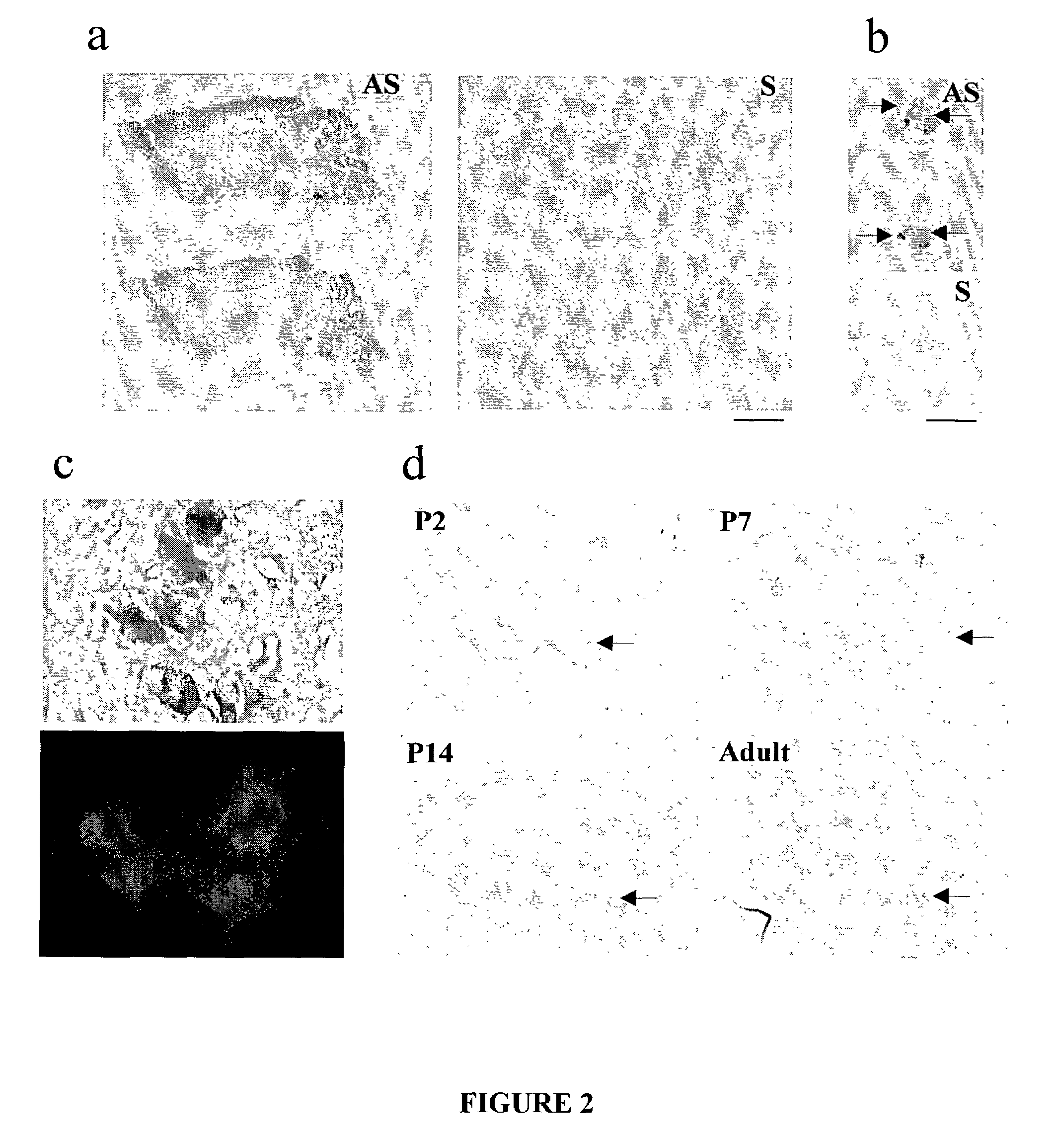 Excitatory glycine receptors and methods