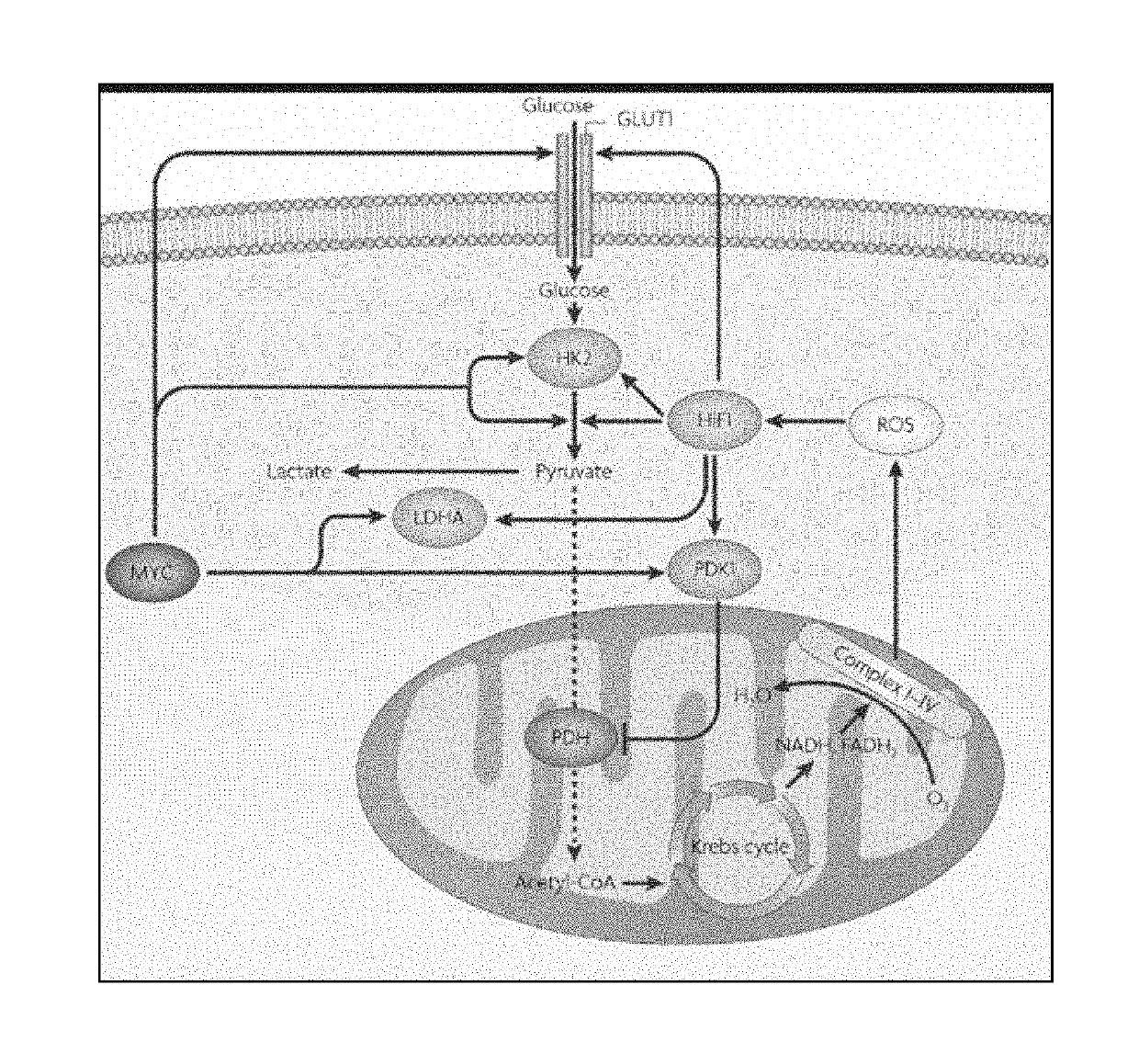 Modifications of therapeutic agents for enhanced delivery to target sites