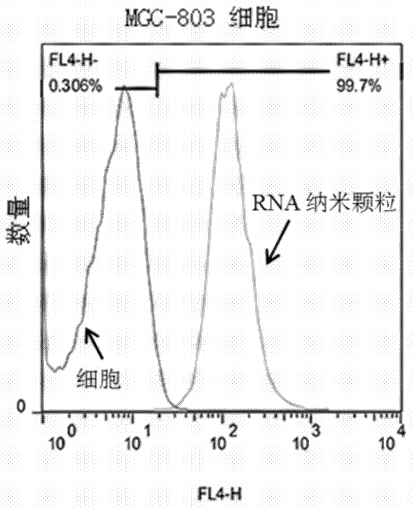 RNA nanoparticle and application of RNA nanoparticle in preventing and curing stomach cancer