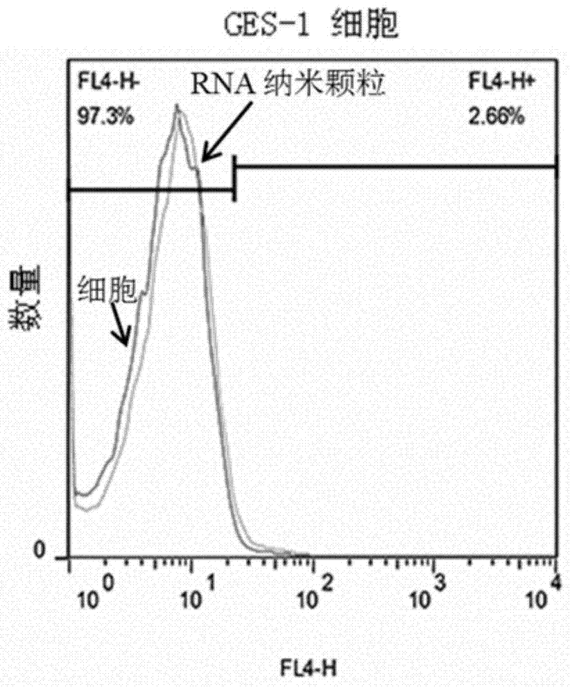 RNA nanoparticle and application of RNA nanoparticle in preventing and curing stomach cancer