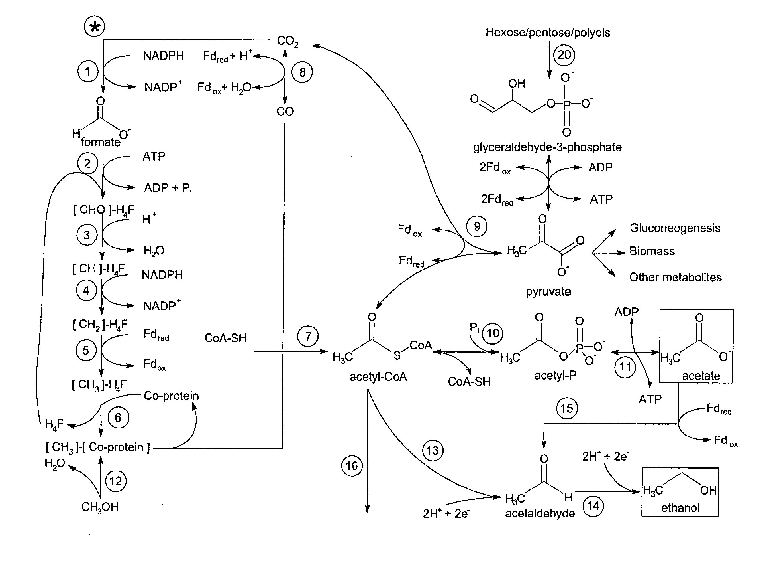 Process for producing propylene from syngas via fermentative propanol production and dehydration