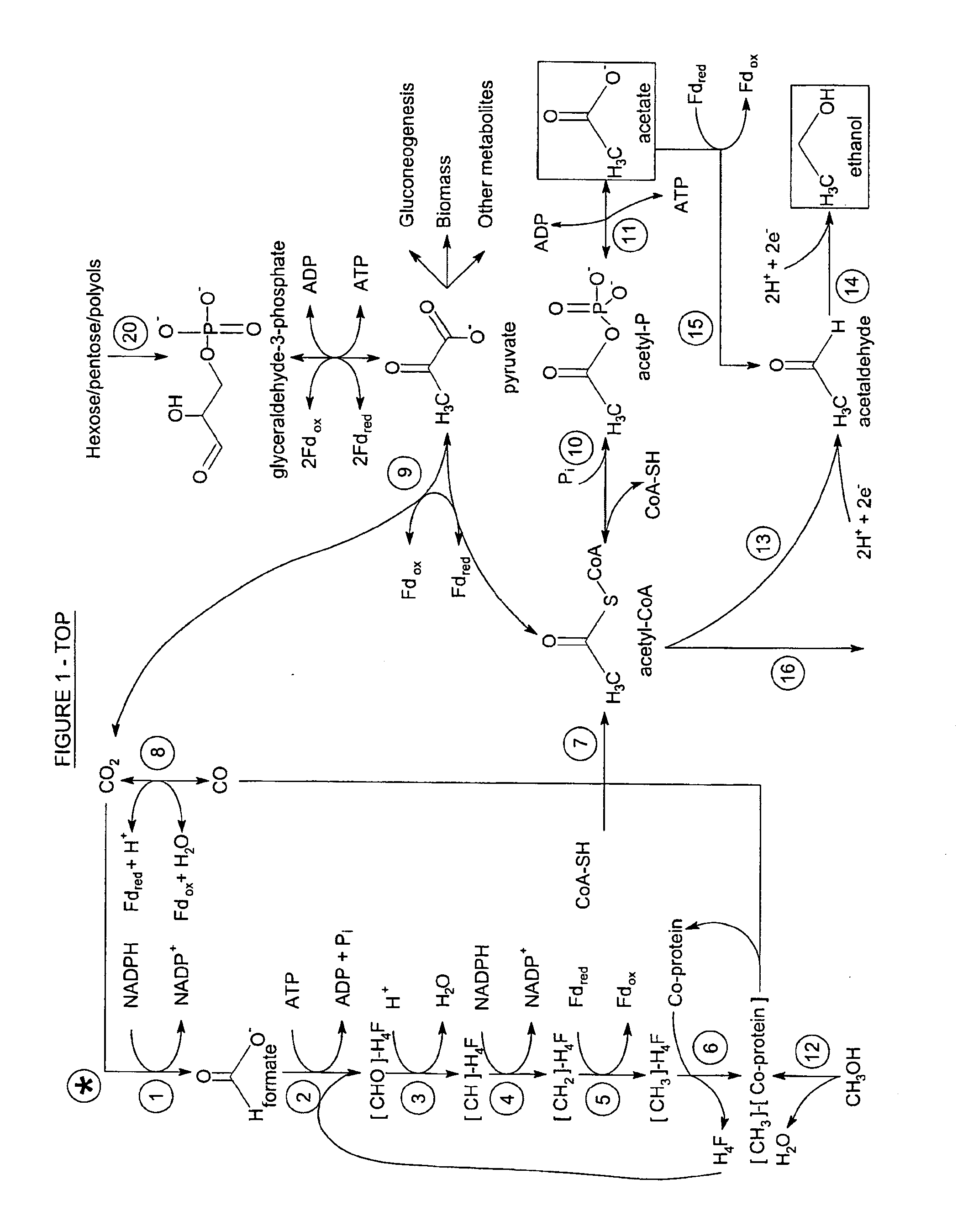 Process for producing propylene from syngas via fermentative propanol production and dehydration