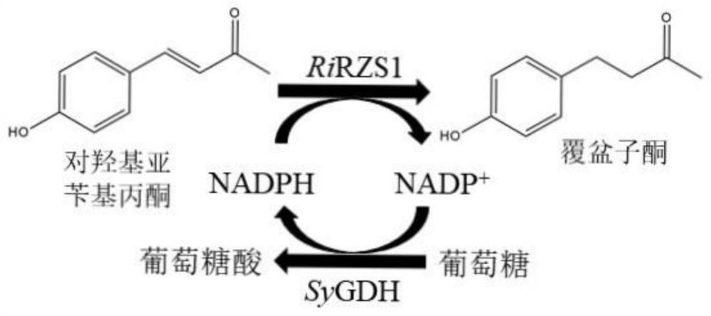 A method for preparing raspberry ketone by whole cell transformation