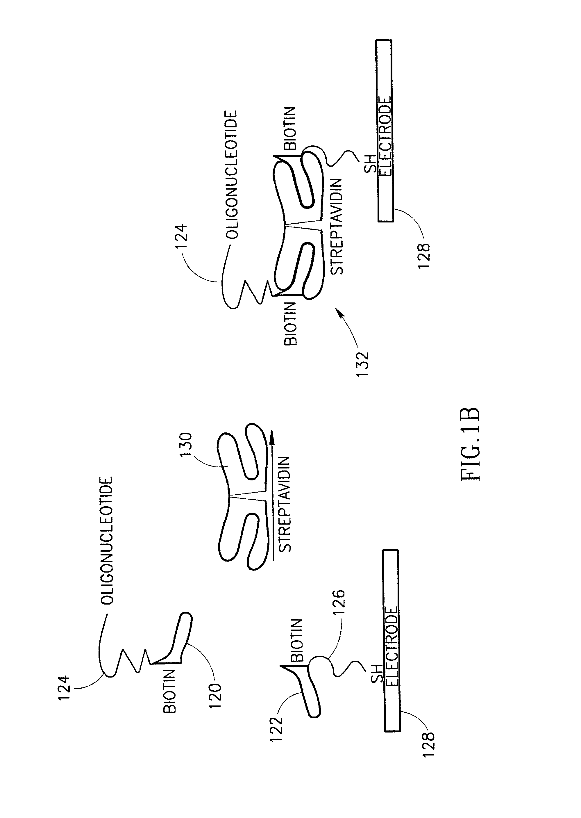 Microelectronic components and electronic networks comprising DNA