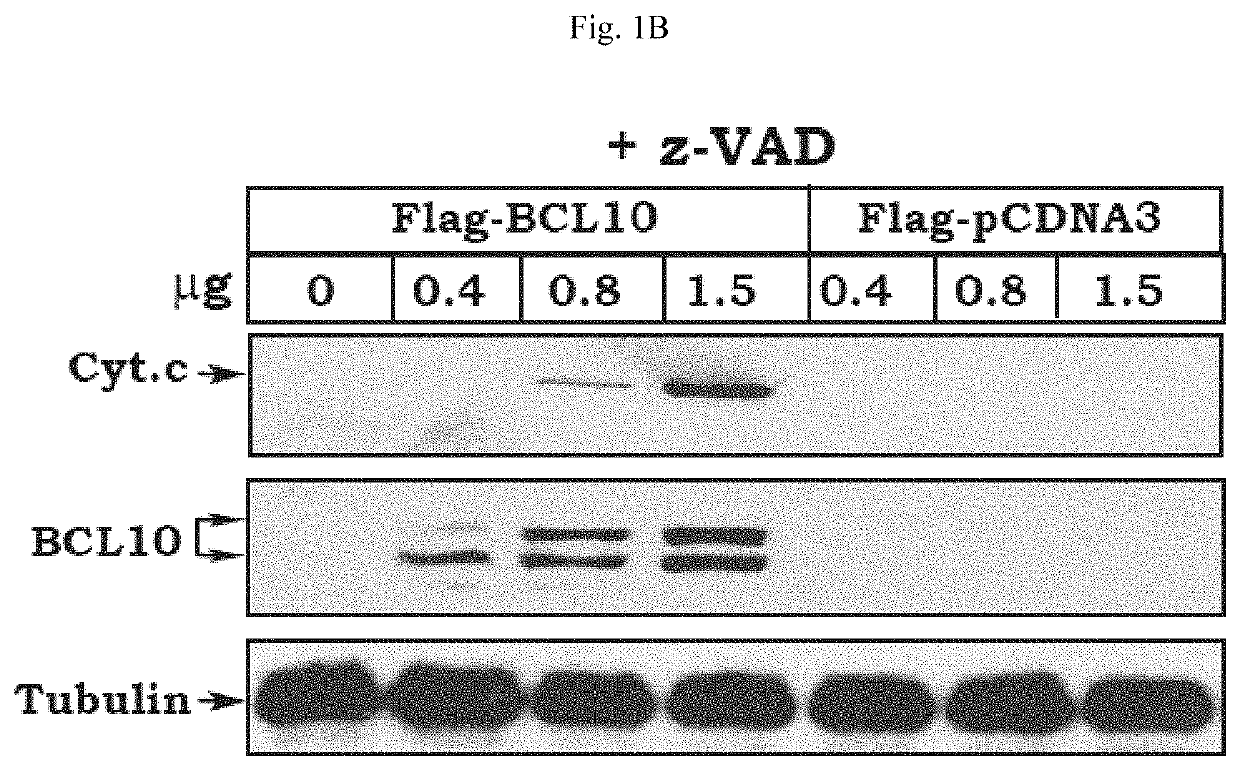 Purification and identification of a protein complex containing b-cell lymphoma protein (BCL10)