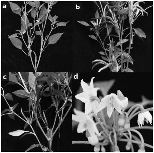 Indel molecular marker for identifying novel single fasciated inflorescence of capsicum annuum L., primer and application