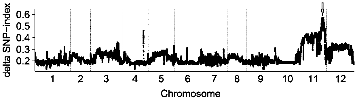 Indel molecular marker for identifying novel single fasciated inflorescence of capsicum annuum L., primer and application