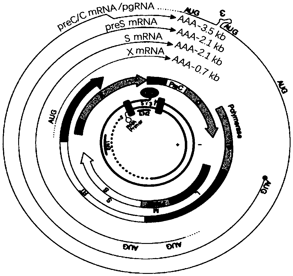 Oligonucleotide composition and method for detecting hepatitis B virus (HBV) rcDNA (Relaxed Circular deoxyribonucleic acid) and/ or cccDNA (Covalently Closed Circular DNA), kit and application of oligonucleotide composition