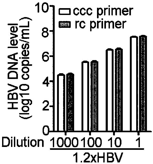 Oligonucleotide composition and method for detecting hepatitis B virus (HBV) rcDNA (Relaxed Circular deoxyribonucleic acid) and/ or cccDNA (Covalently Closed Circular DNA), kit and application of oligonucleotide composition