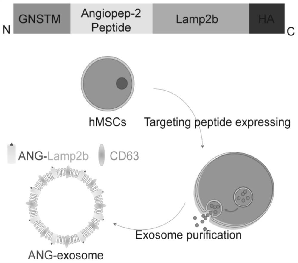 Brain glioma targeting system based on magnetic nanoparticle composite engineered exosome and application of brain glioma targeting system