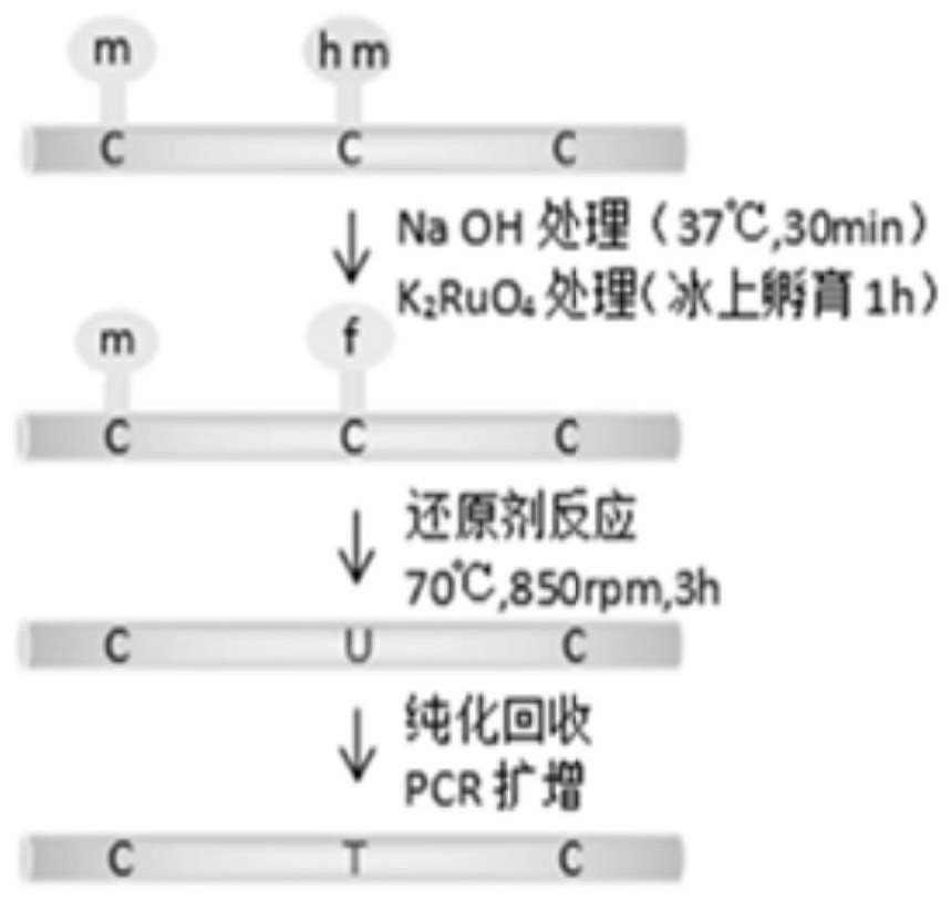 Whole genome hydroxymethylation conversion reagent and application thereof