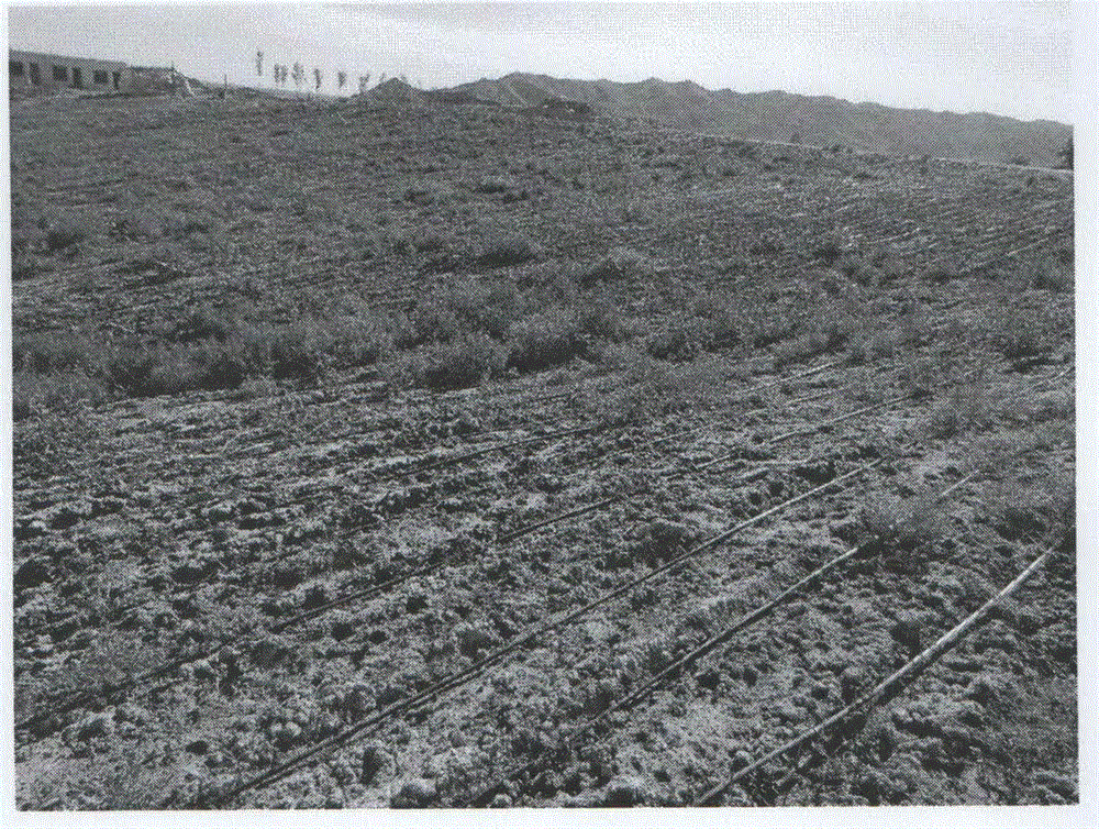 Method for planting sainfoin at saline-alkali slope wasteland of arid region