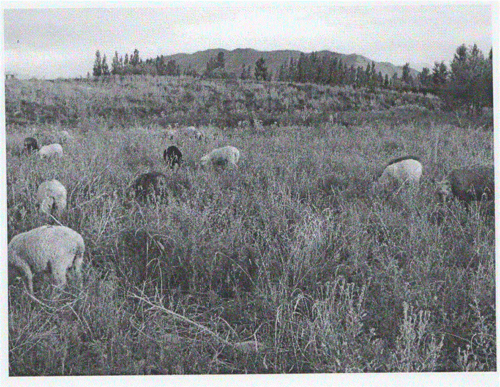 Method for planting sainfoin at saline-alkali slope wasteland of arid region