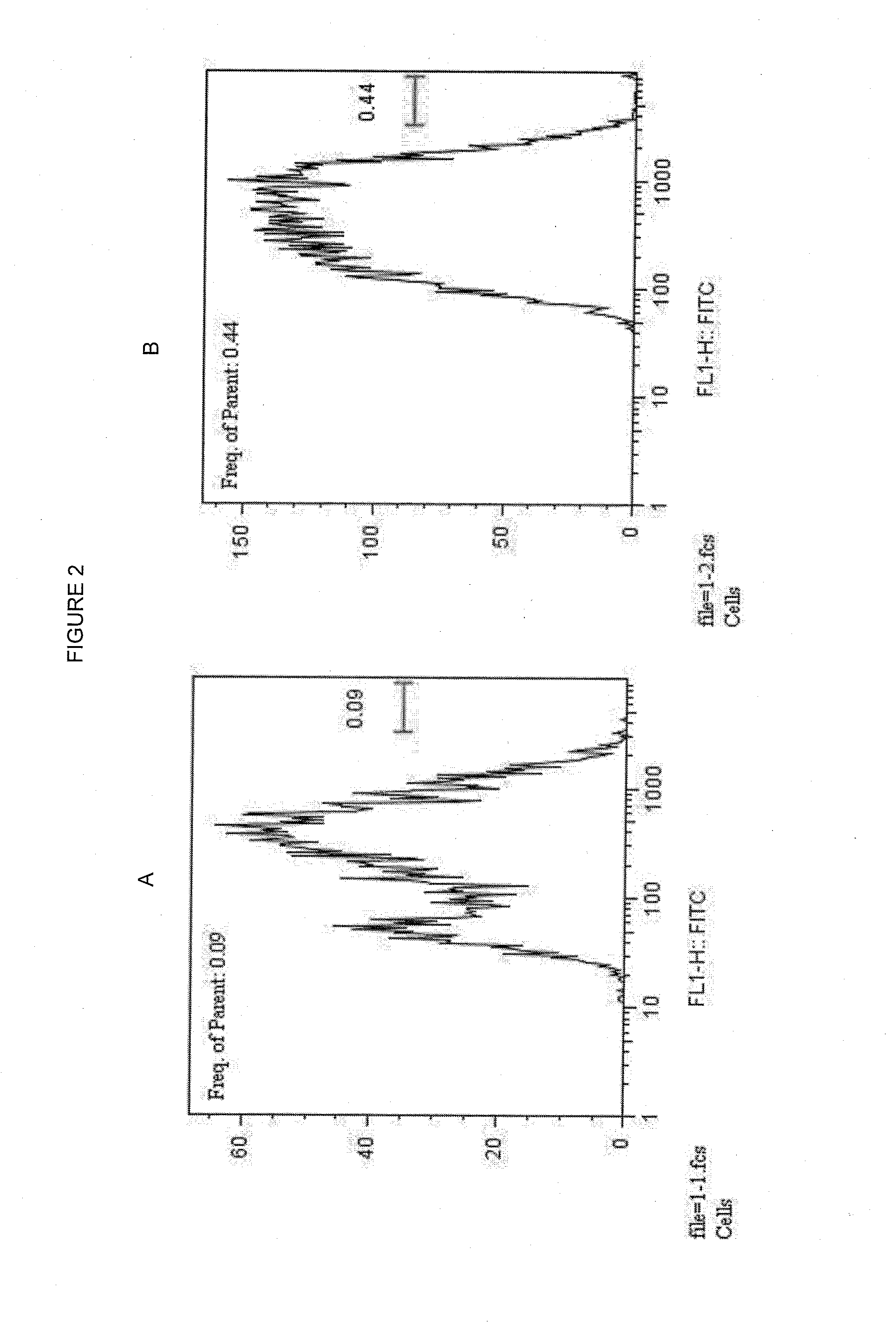 Endogenous expression of hla-g and/or hla-e by mesenchymal cells