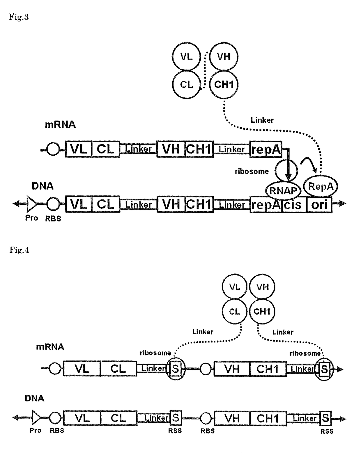 Polynucleotide construct capable of displaying fab in a cell-free translation system, and method for manufacturing and screening fab using same