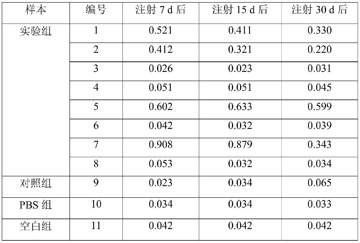 Construction method for suckling mouse model infected by hepatitis B virus and application of method