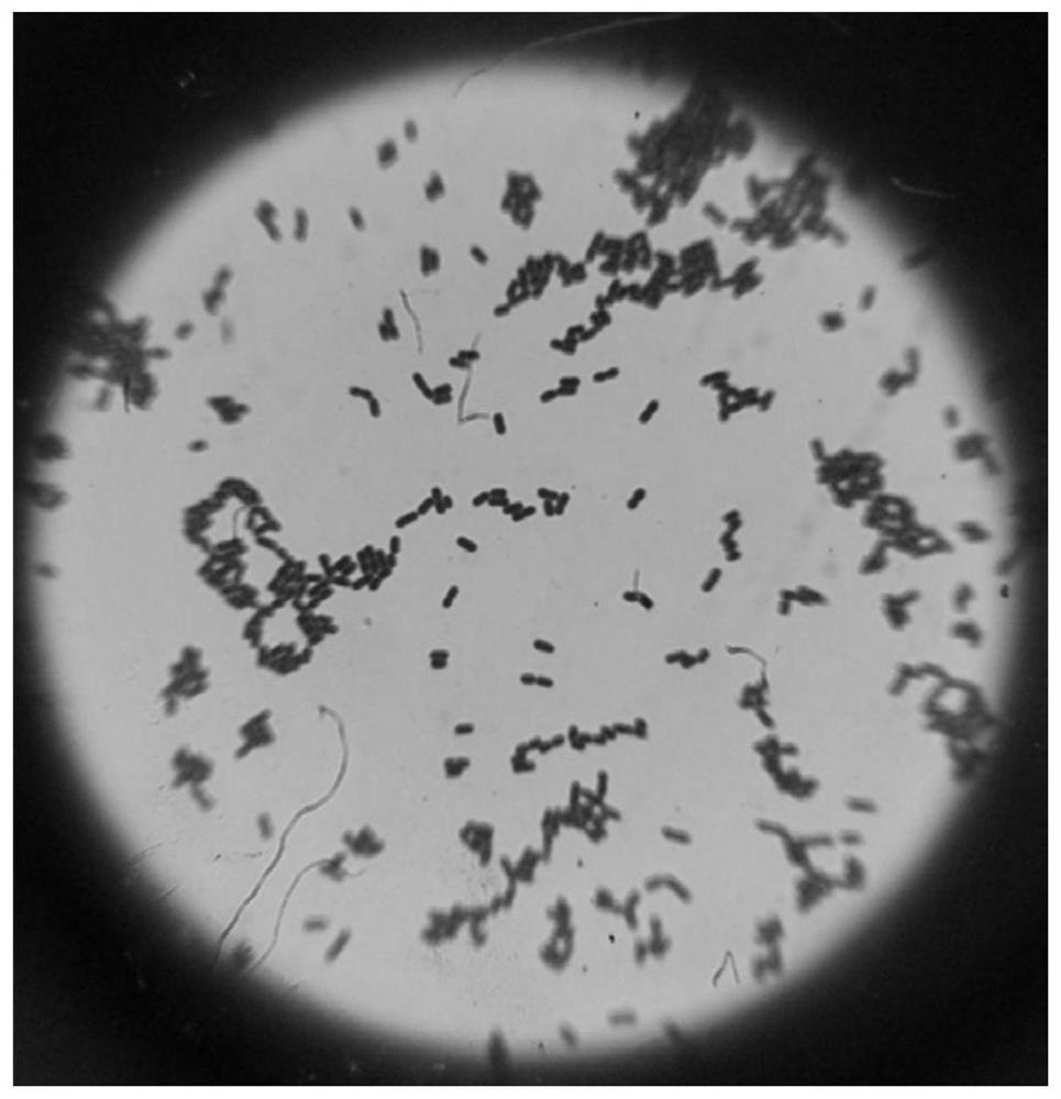 The Application of Calcium Ion in Promoting the Formation of Bdellovibrio Bdellovibrio Plastids