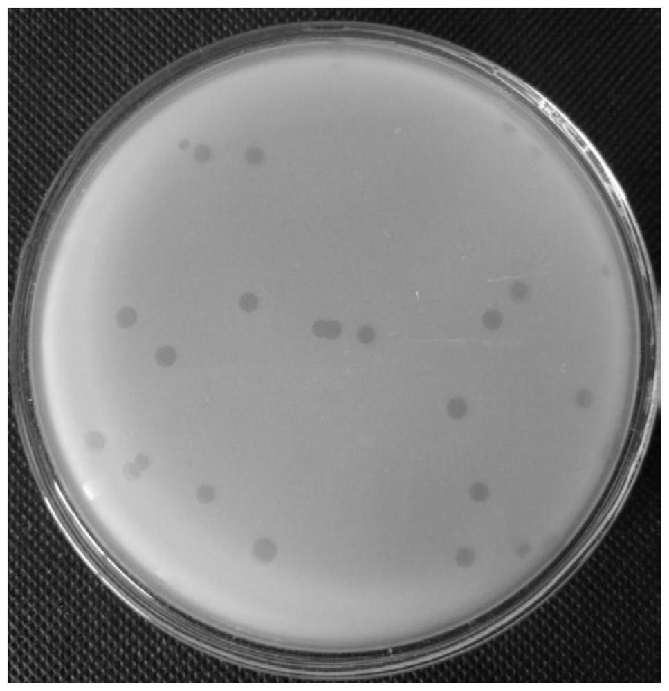 The Application of Calcium Ion in Promoting the Formation of Bdellovibrio Bdellovibrio Plastids