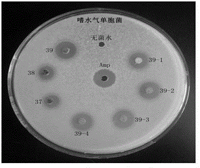 Method for artificial synthesis of antimicrobial peptides