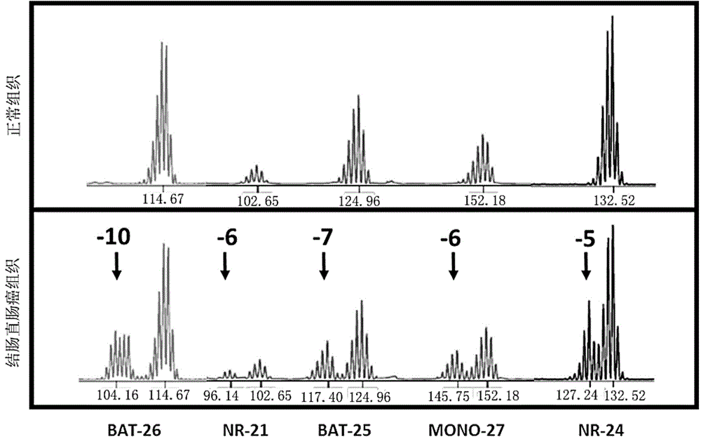 Kit for detecting DNA mismatch repair systems and application thereof