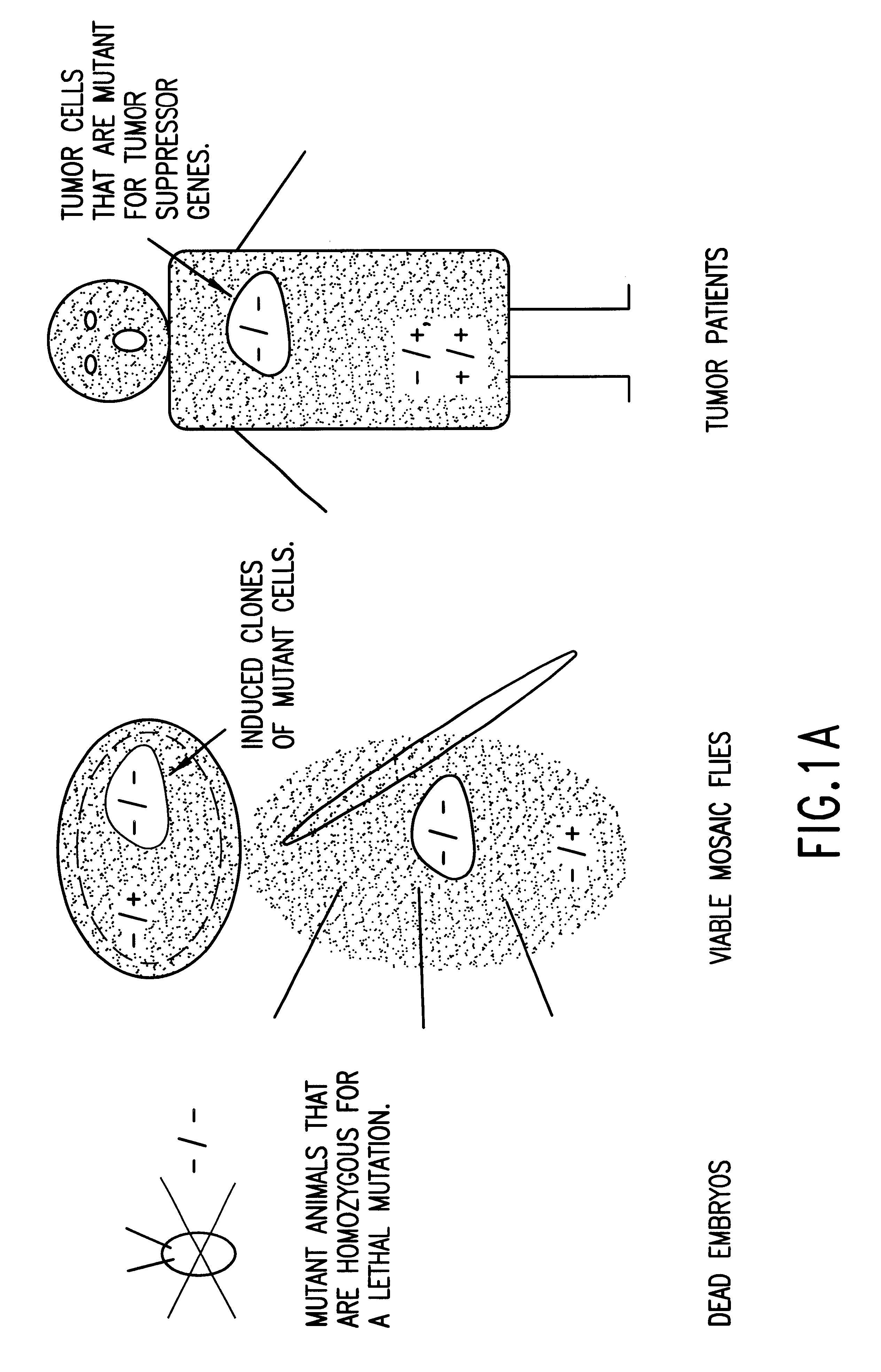 Nucleotide sequences of lats genes