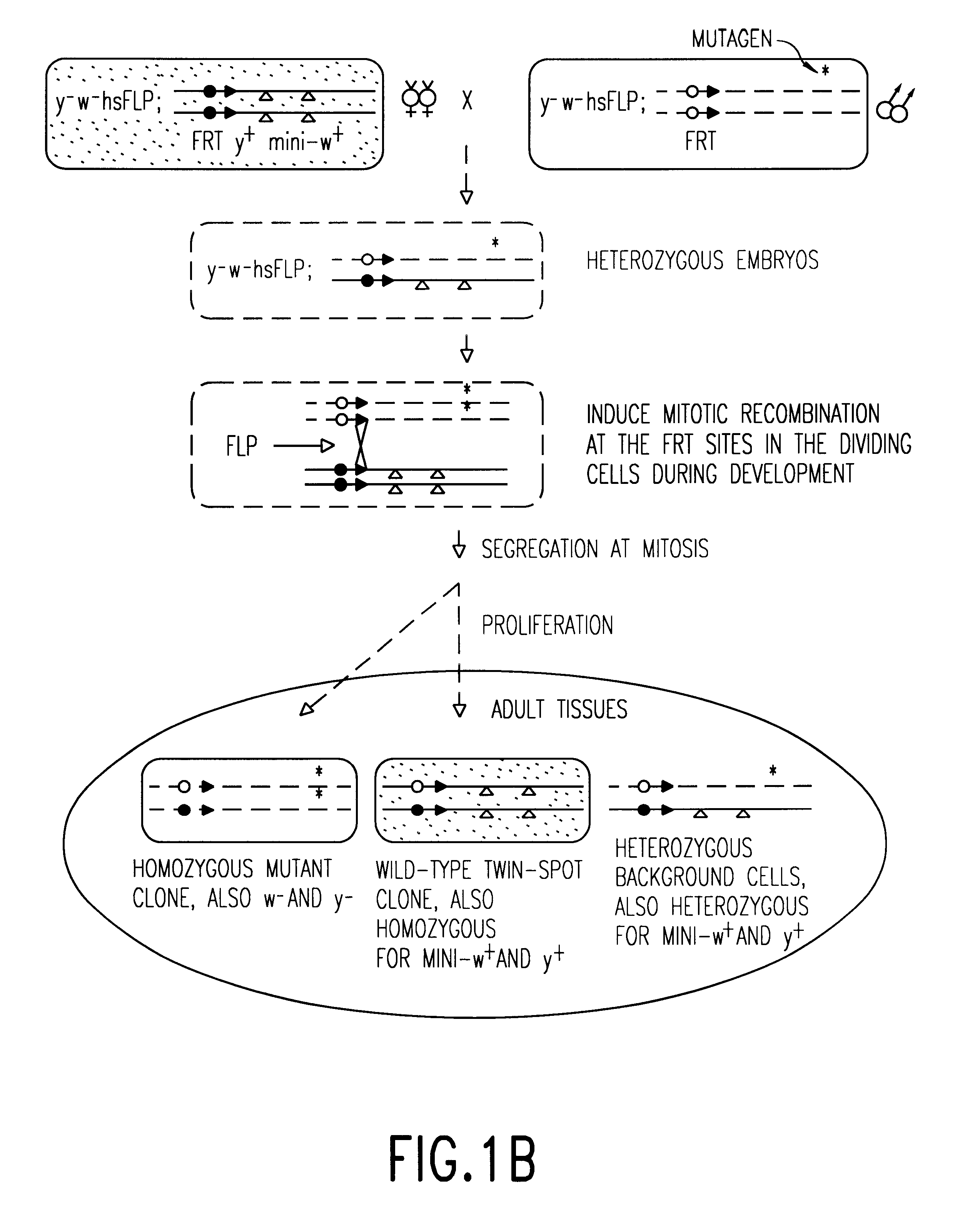 Nucleotide sequences of lats genes