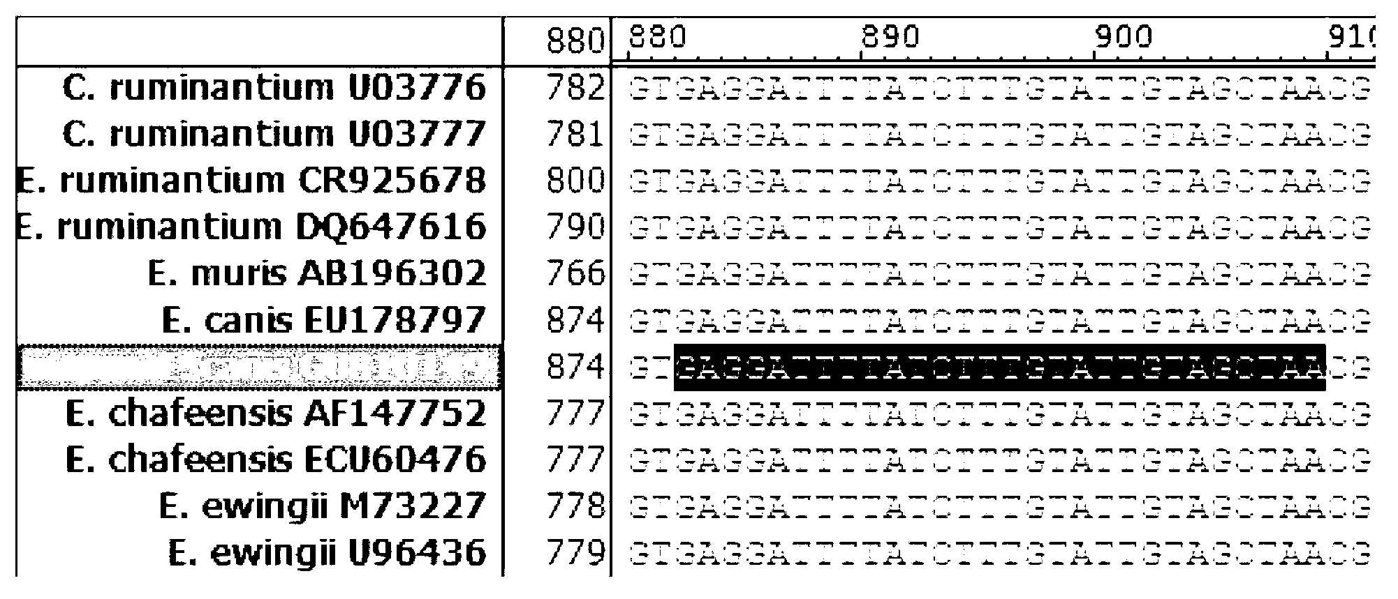 Fluorescent quantitation PCR detection of Ehrlichia bacterium and typing primer, probe and kit