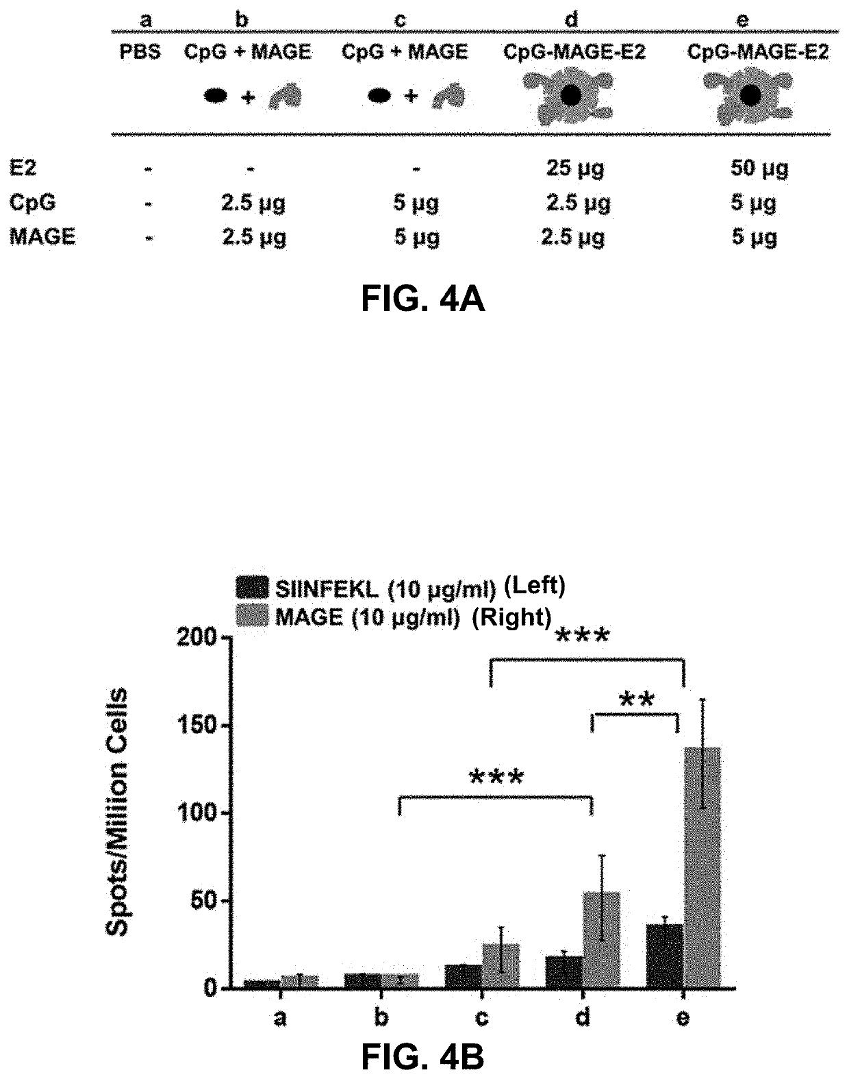 Protein nanoparticles and combination therapy for cancer immunotherapy