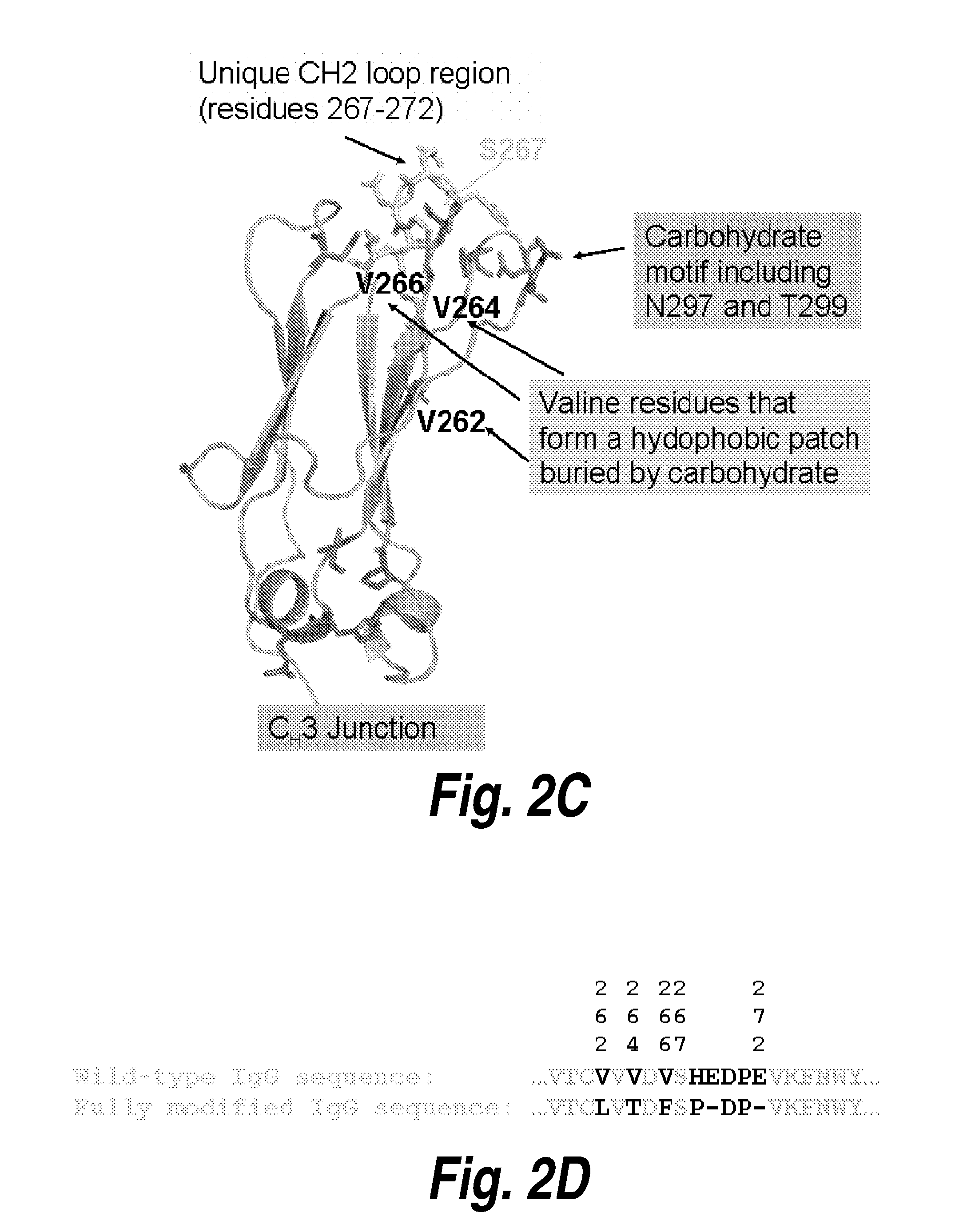 Stabilized fc polypeptides with reduced effector function and methods of use